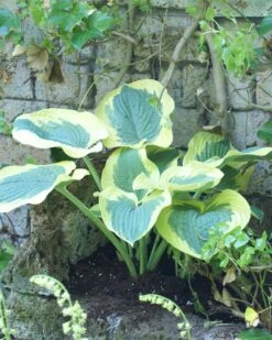 Hosta 'Summer In Georgia'- Pack Of 3 Bare Root