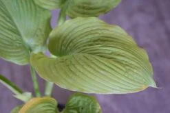 Hosta 'Sutter's Mill' - Pack Of 3 Bare Root