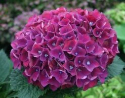 SPECIAL DEAL - Hydrangea PURPLE TRIUMPH - Giant Flowered Mauve Mophead Hydrangea - XXXL Plants