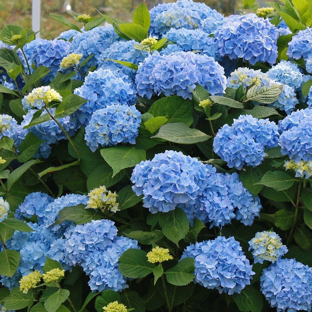 GIANT BLUE MOPHEAD Hydrangea Macrophylla Verana Blue - Large Flowered Mophead Hydrangea - XXXL Plants