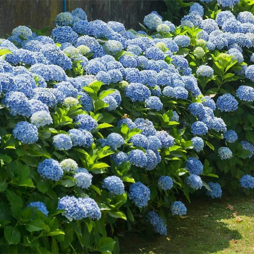GIANT BLUE MOPHEAD Hydrangea Macrophylla Verana Blue - Large Flowered Mophead Hydrangea - XXXL Plants - Image 2