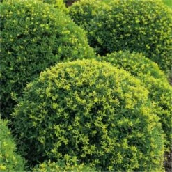 Topiary Ball - Ilex Crenata Green Glory Luxus - Box Leaved Japanese Holly