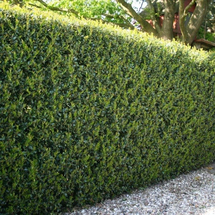 Hardy Box-leaved Hedging - Ilex Crenata Green Hedge Plants - Pack Of EIGHT