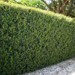 Hardy Box-leaved Hedging - Ilex Crenata Luxus Green Hedge Plants - Pack Of FIVE Super Bushy Plants