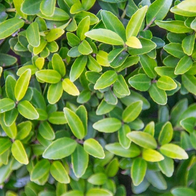 Hardy Box-leaved Hedging - Ilex Crenata Green Hedge Plants - Pack Of EIGHT - Image 2