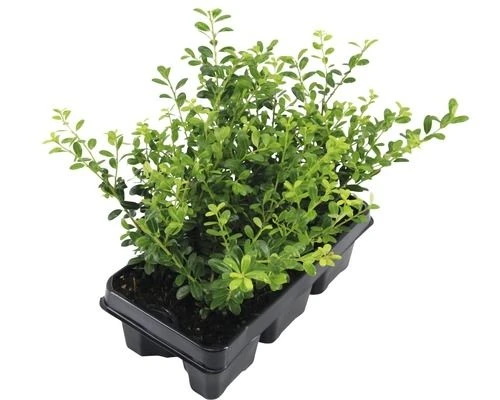 Hardy Box-leaved Hedging - Ilex Crenata Green Hedge Plants - Pack Of EIGHT - Image 4