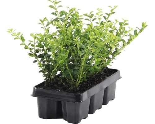 Hardy Box-leaved Hedging - Ilex Crenata Green Hedge Plants - Pack Of EIGHT - Image 3