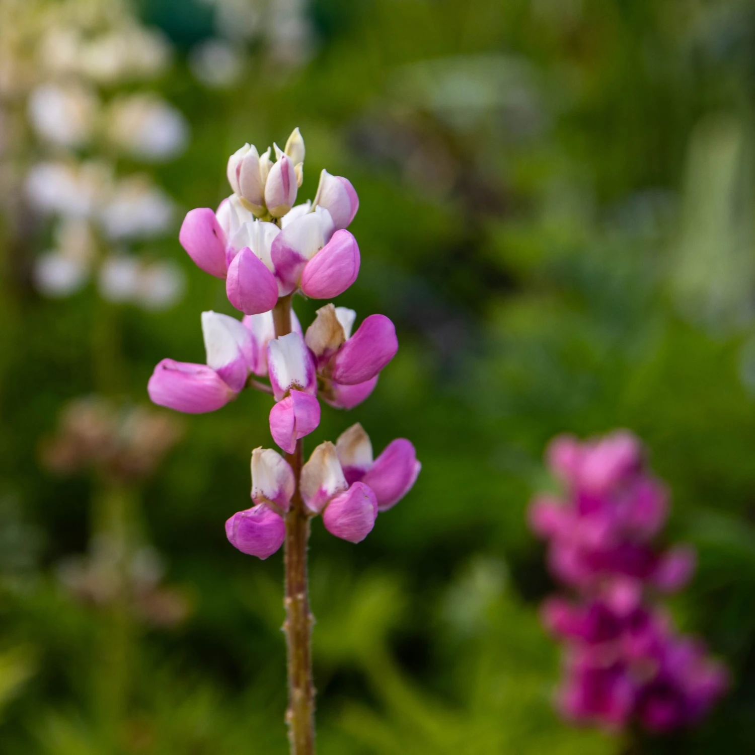 Lupin Tutti Frutti - Collection Of FIVE Plants In Assorted Colours - Image 3