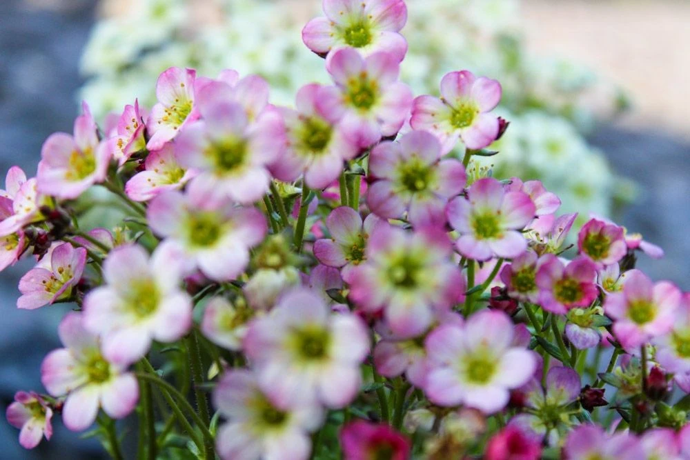Saxifraga Mossy - Pack Of SIX Cushion Saxifrage Plants - Image 9