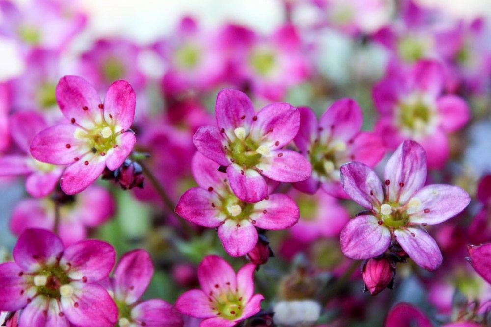 Saxifraga Mossy - Pack Of SIX Cushion Saxifrage Plants - Image 5