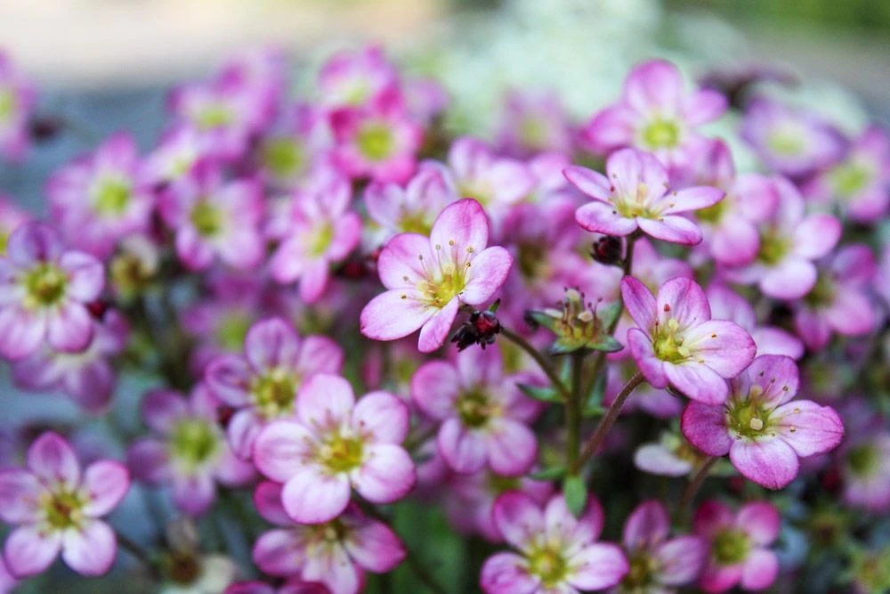 Saxifraga Mossy - Pack Of SIX Cushion Saxifrage Plants - Image 8