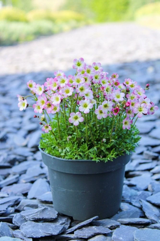 Saxifraga Mossy - Pack Of SIX Cushion Saxifrage Plants - Image 7