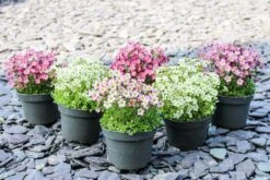 Saxifraga Mossy - Pack Of SIX Cushion Saxifrage Plants