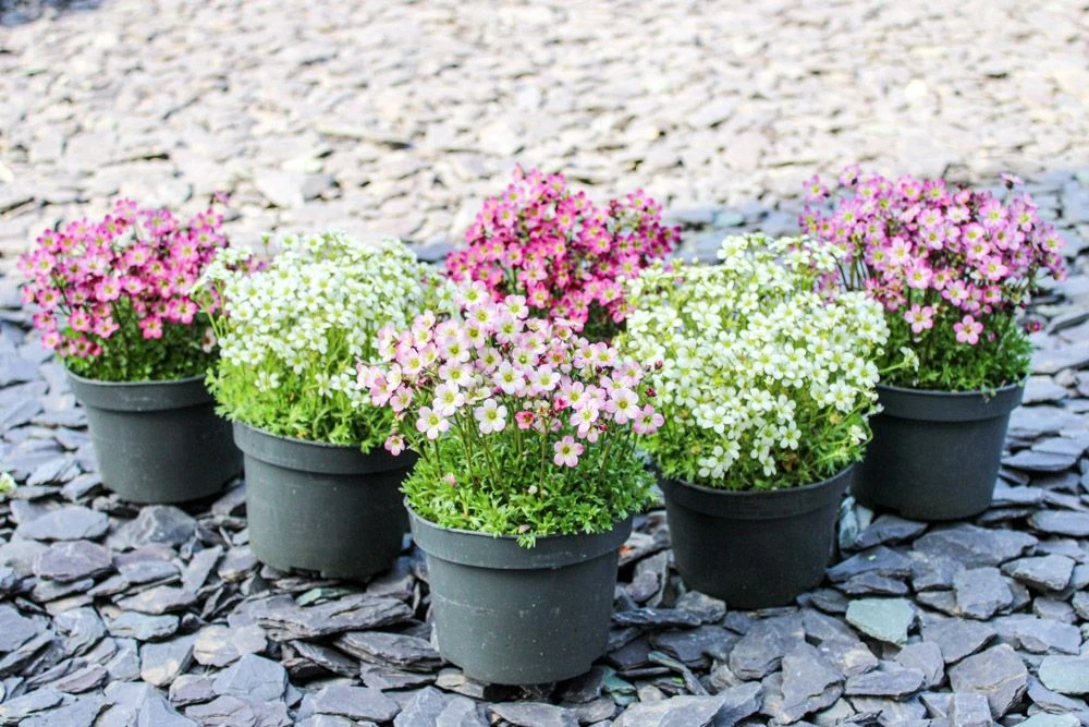 Saxifraga Mossy - Pack Of SIX Cushion Saxifrage Plants