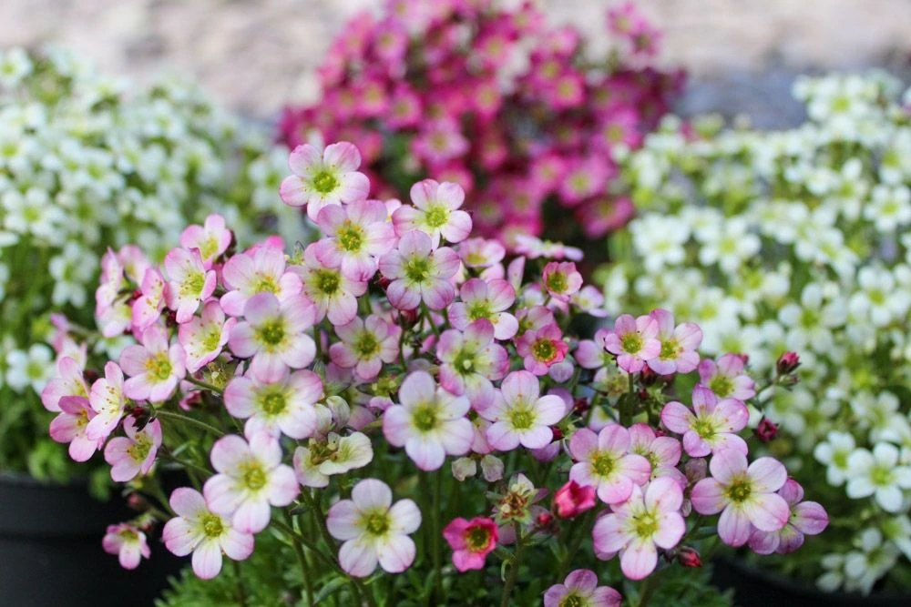 Saxifraga Mossy - Pack Of SIX Cushion Saxifrage Plants - Image 3