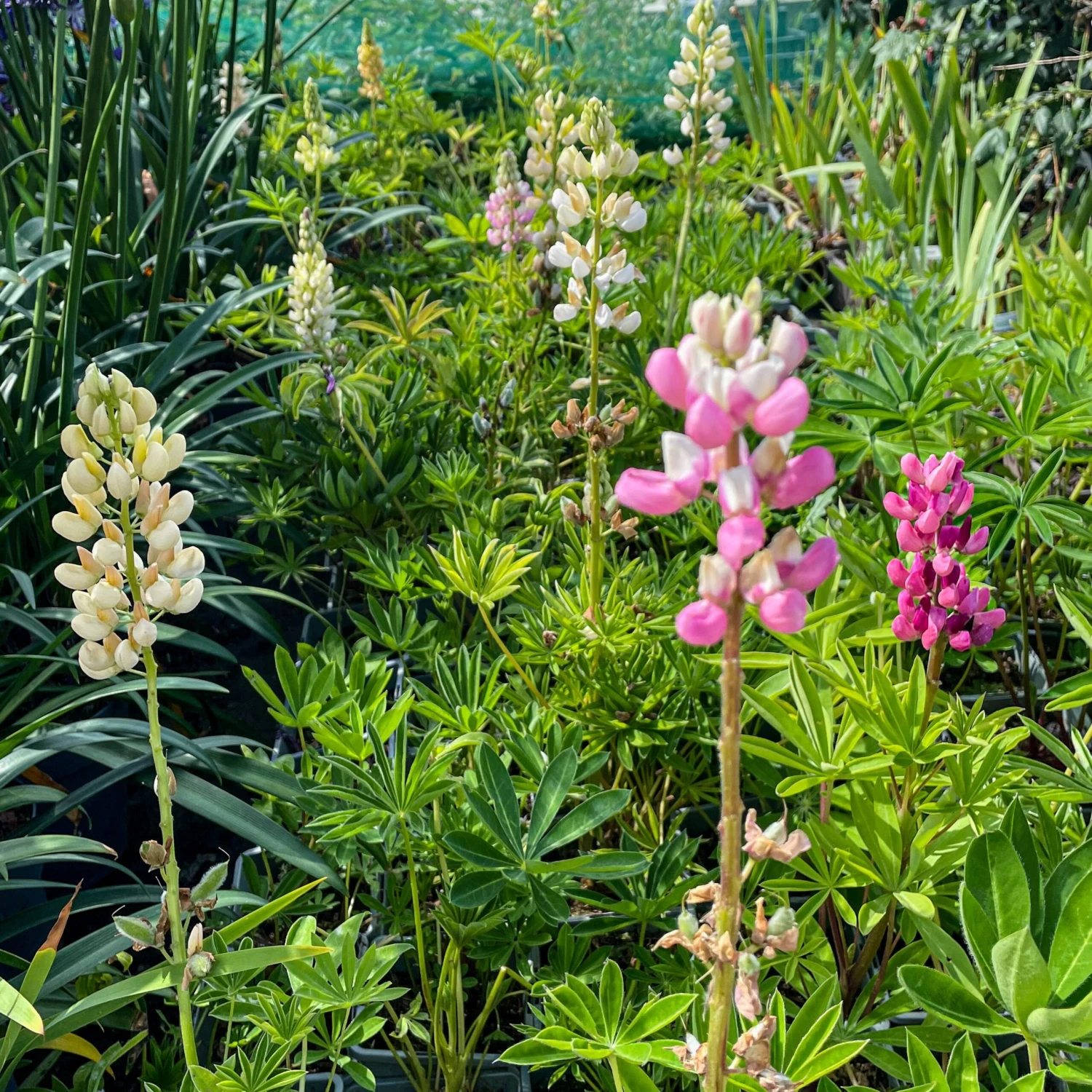 Lupin Tutti Frutti - Collection Of FIVE Plants In Assorted Colours - Image 5