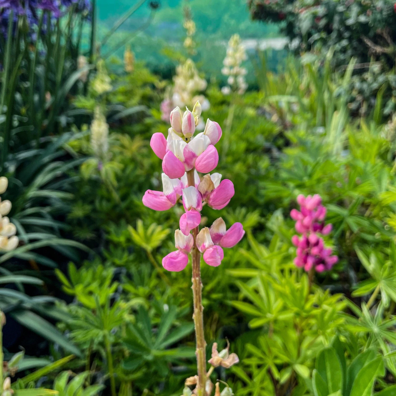 Lupin Tutti Frutti - Collection Of FIVE Plants In Assorted Colours - Image 6