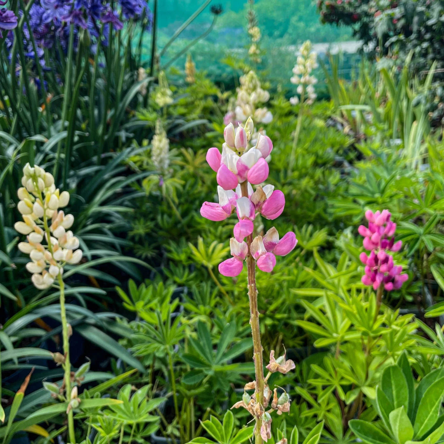 Lupin Tutti Frutti - Collection Of FIVE Plants In Assorted Colours - Image 9