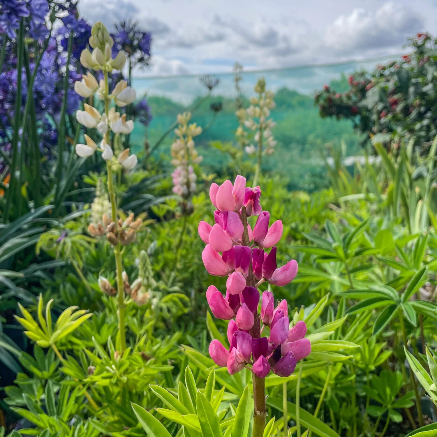 Lupin Tutti Frutti - Collection Of FIVE Plants In Assorted Colours - Image 7