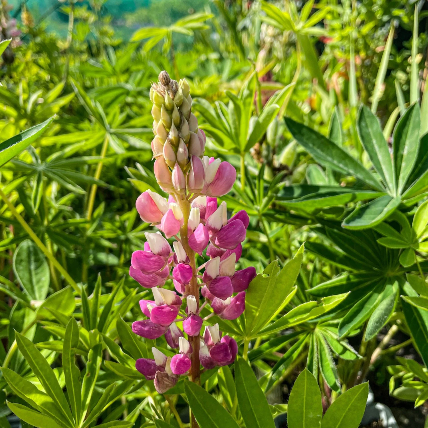 Lupin Tutti Frutti - Collection Of FIVE Plants In Assorted Colours - Image 8