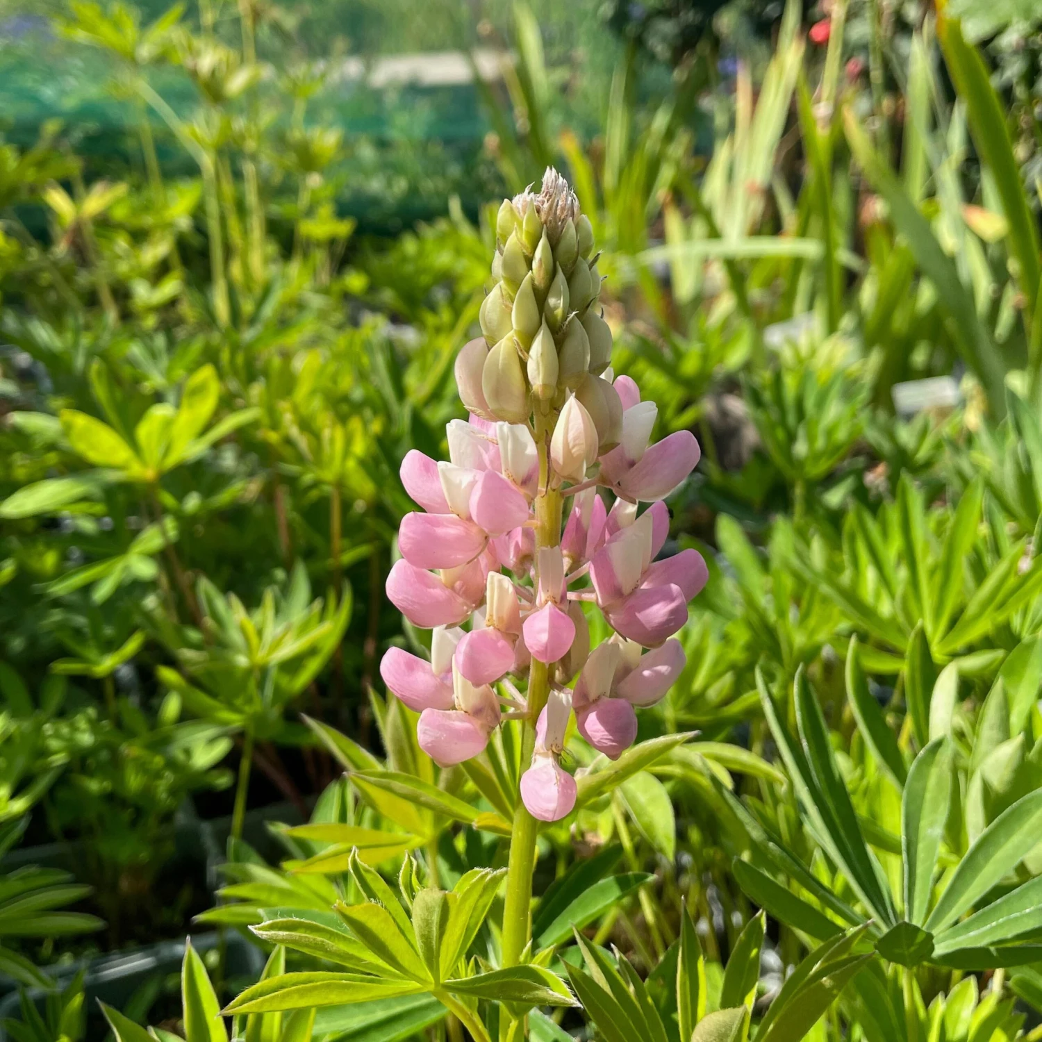 Lupin Tutti Frutti - Collection Of FIVE Plants In Assorted Colours - Image 10