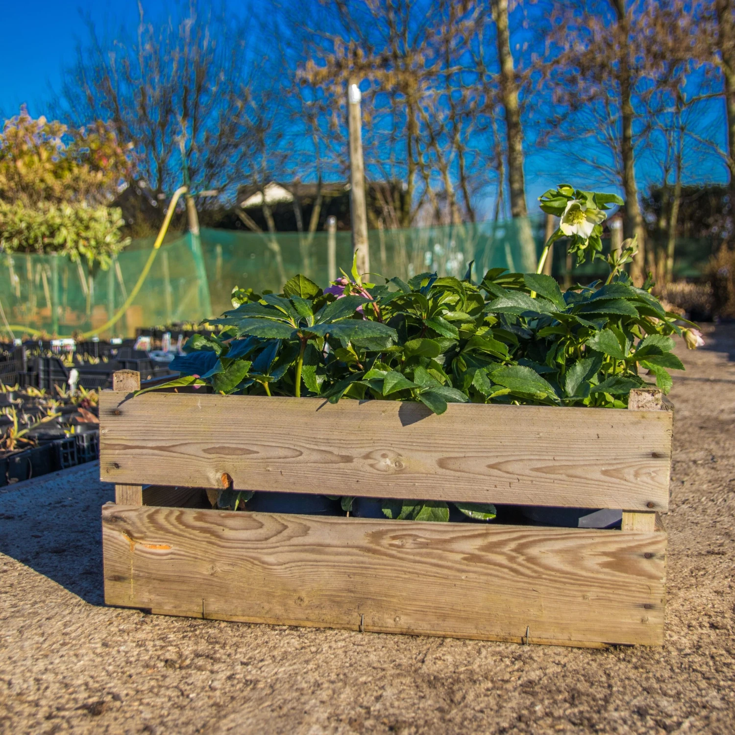 Carnival Hellebore Collection - Pack Of SIX Helleborus Plants - Image 9