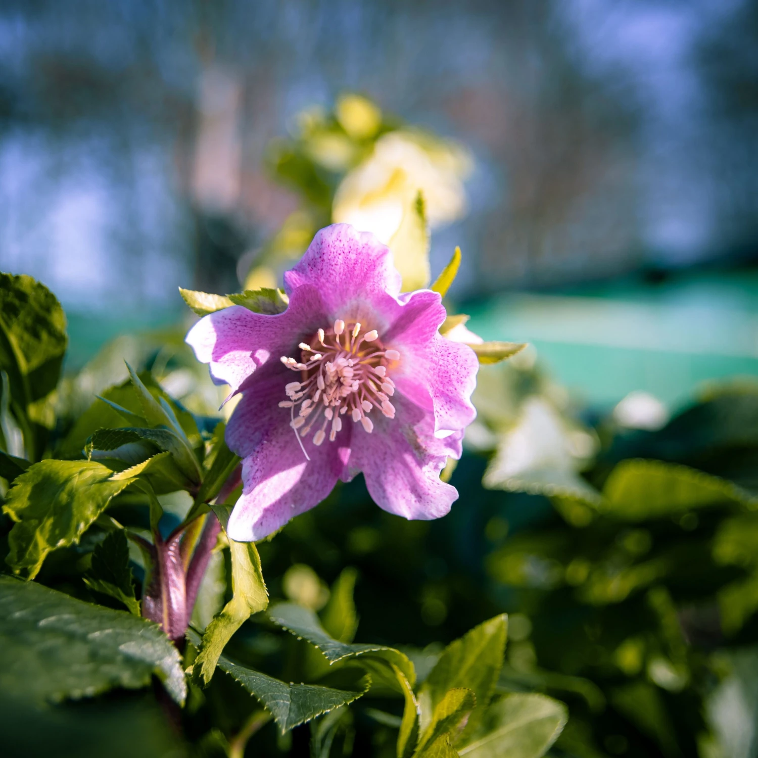 Carnival Hellebore Collection - Pack Of SIX Helleborus Plants - Image 4