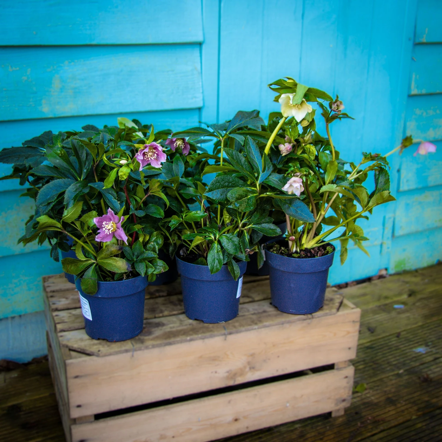 Carnival Hellebore Collection - Pack Of SIX Helleborus Plants - Image 8