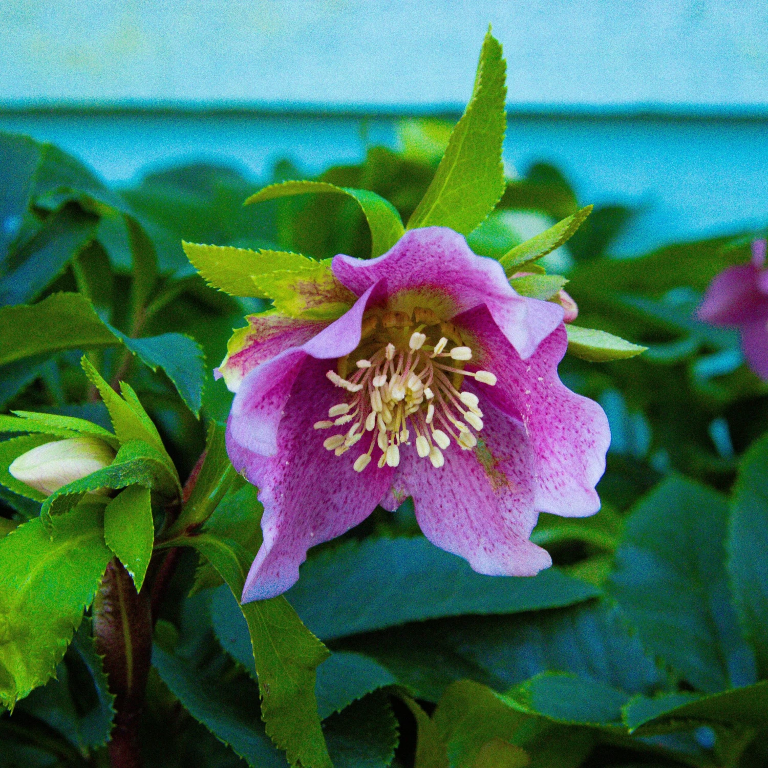 Carnival Hellebore Collection - Pack Of SIX Helleborus Plants - Image 6