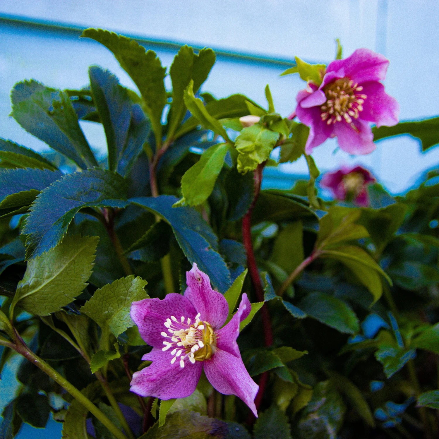Carnival Hellebore Collection - Pack Of SIX Helleborus Plants - Image 7