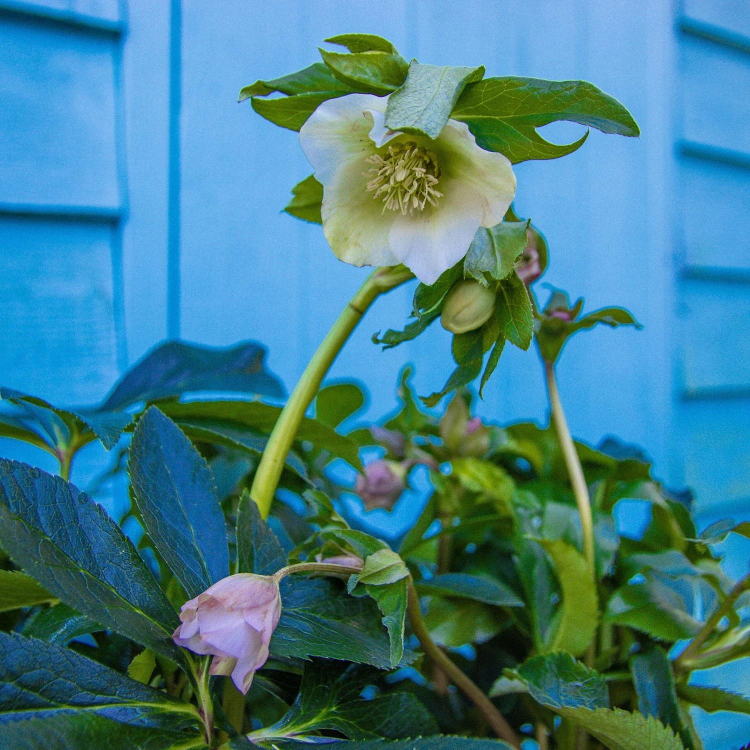 Carnival Hellebore Collection - Pack Of SIX Helleborus Plants - Image 5