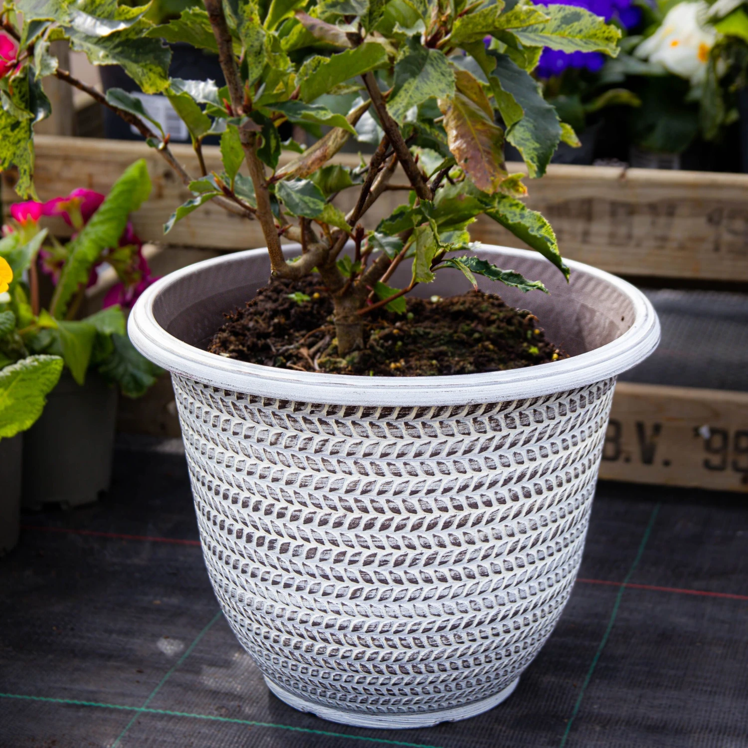 Pack Of Four - Large Washed Taupe Planter (30cm) - Image 2