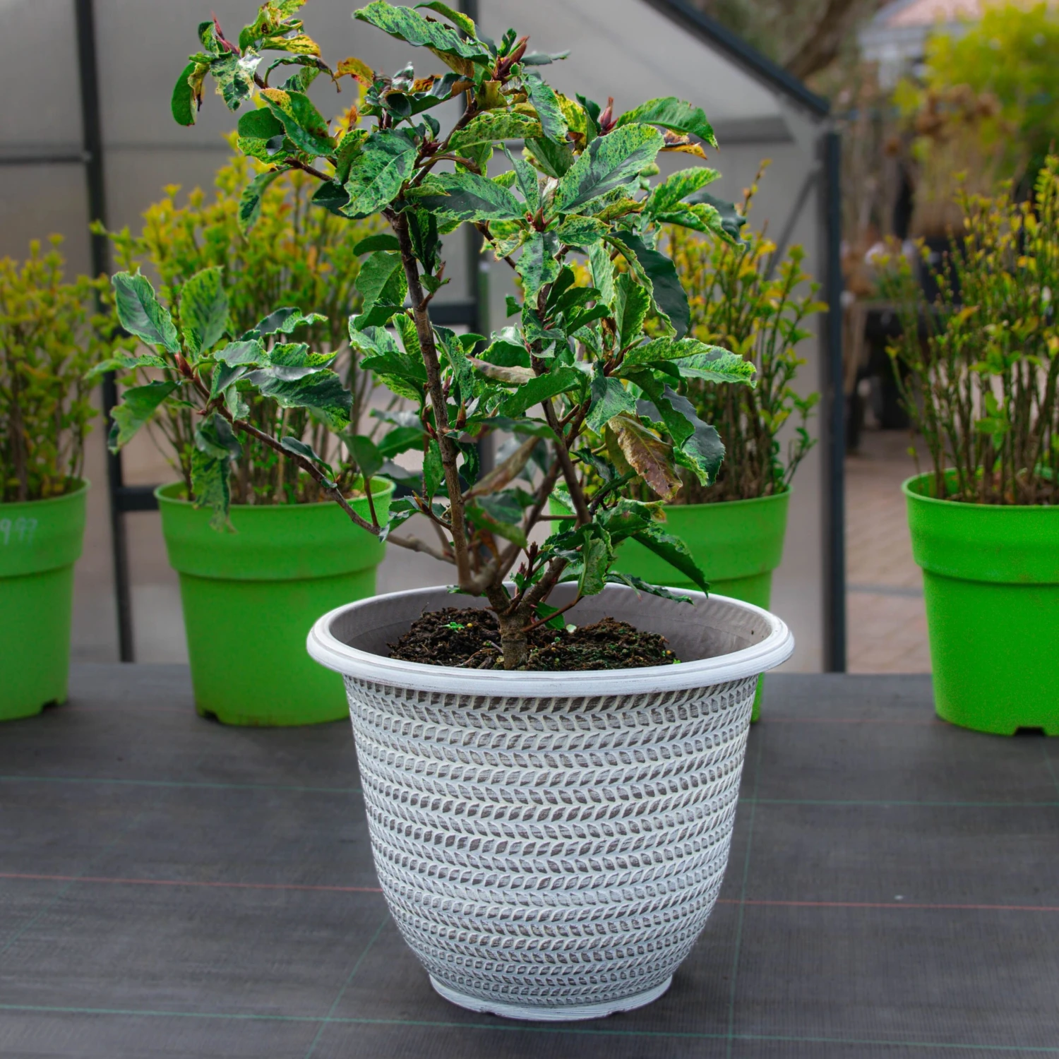 Pack Of Four - Large Washed Taupe Planter (30cm) - Image 6