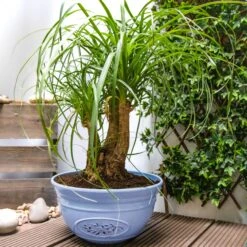 Blue Olive Bowl Planter (30cm)