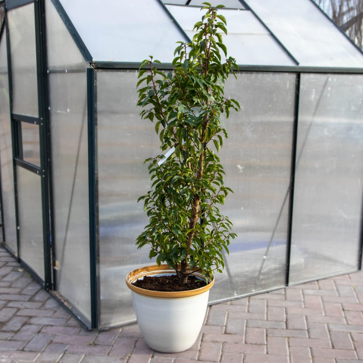 Honey Pot Planter - Extra Large (40cm) - Image 6