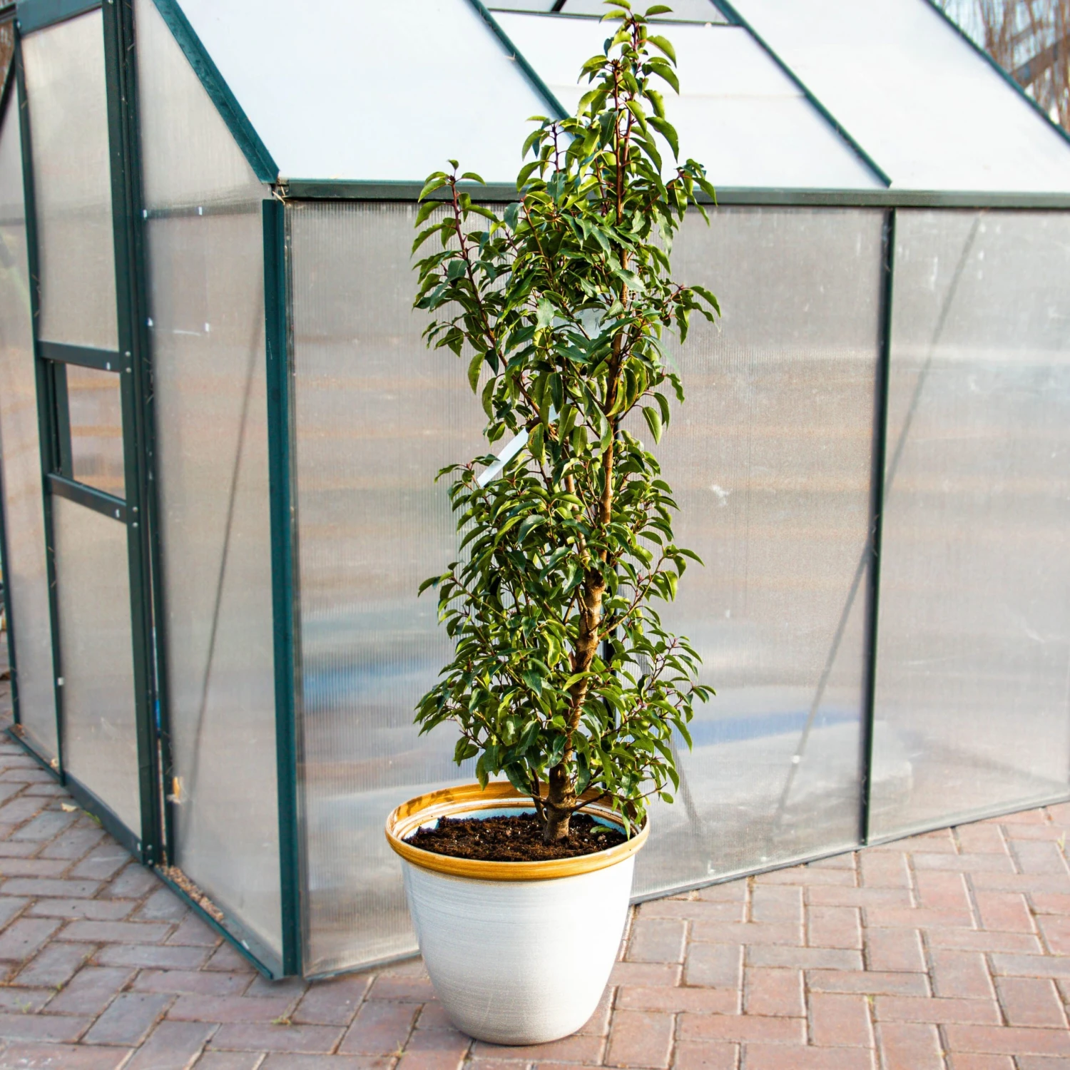 Honey Pot Planter - Extra Large (40cm) - Image 2