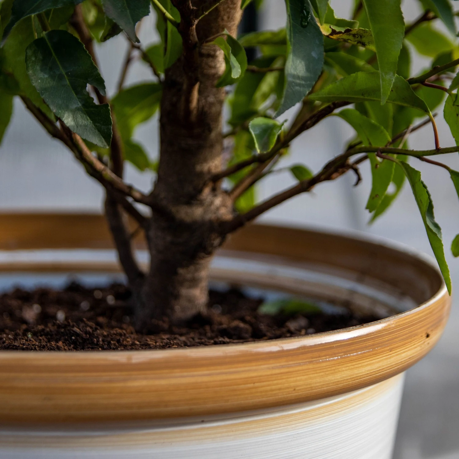 Honey Pot Planter - Extra Large (40cm) - Image 5