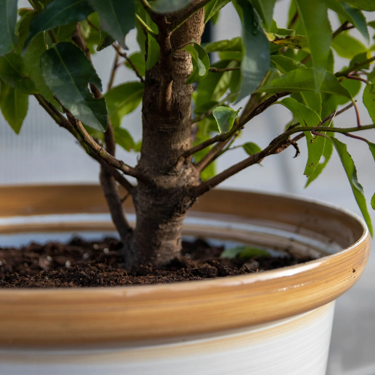 Honey Pot Planter - Extra Large (40cm) - Image 7