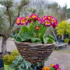 Brown Rattan Hanging Basket - Pack Of Two - Medium (30cm)