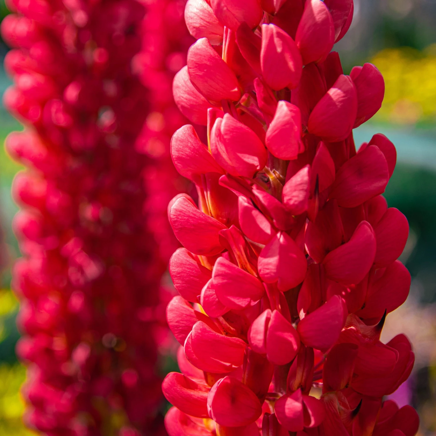 Lupinus West Country Lupins Towering Inferno - Image 2