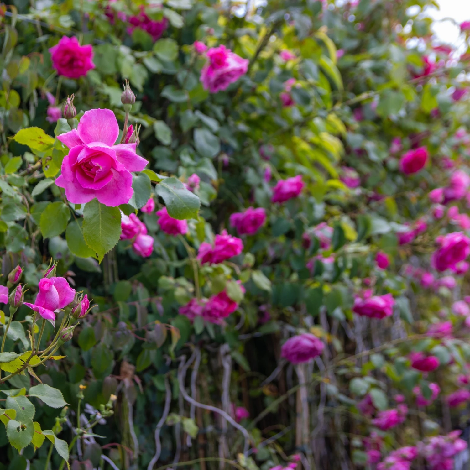 Large 5-6ft Specimen - Climbing Rose Bantry Bay - Image 6