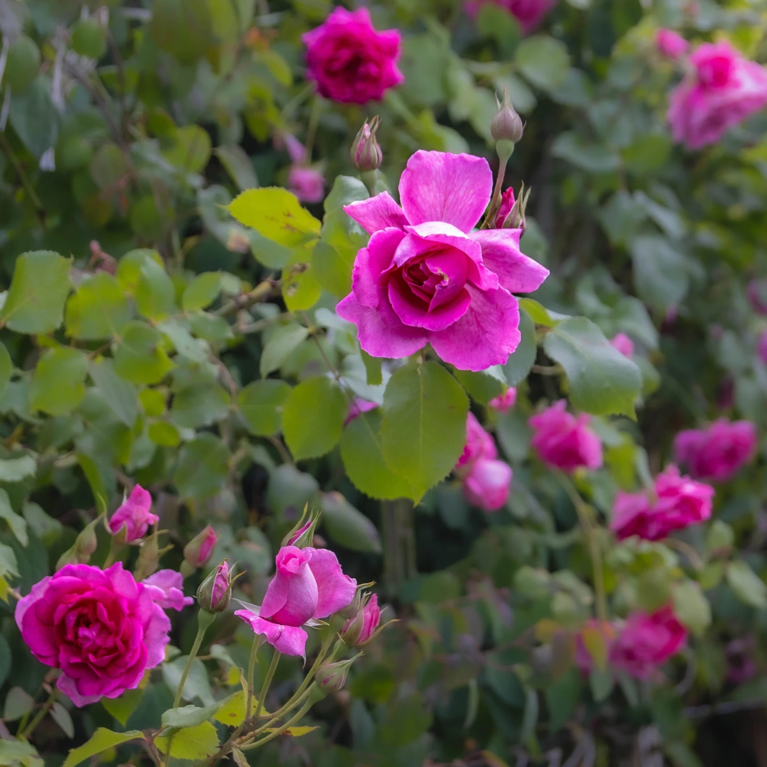 Large 5-6ft Specimen - Climbing Rose Bantry Bay - Image 4