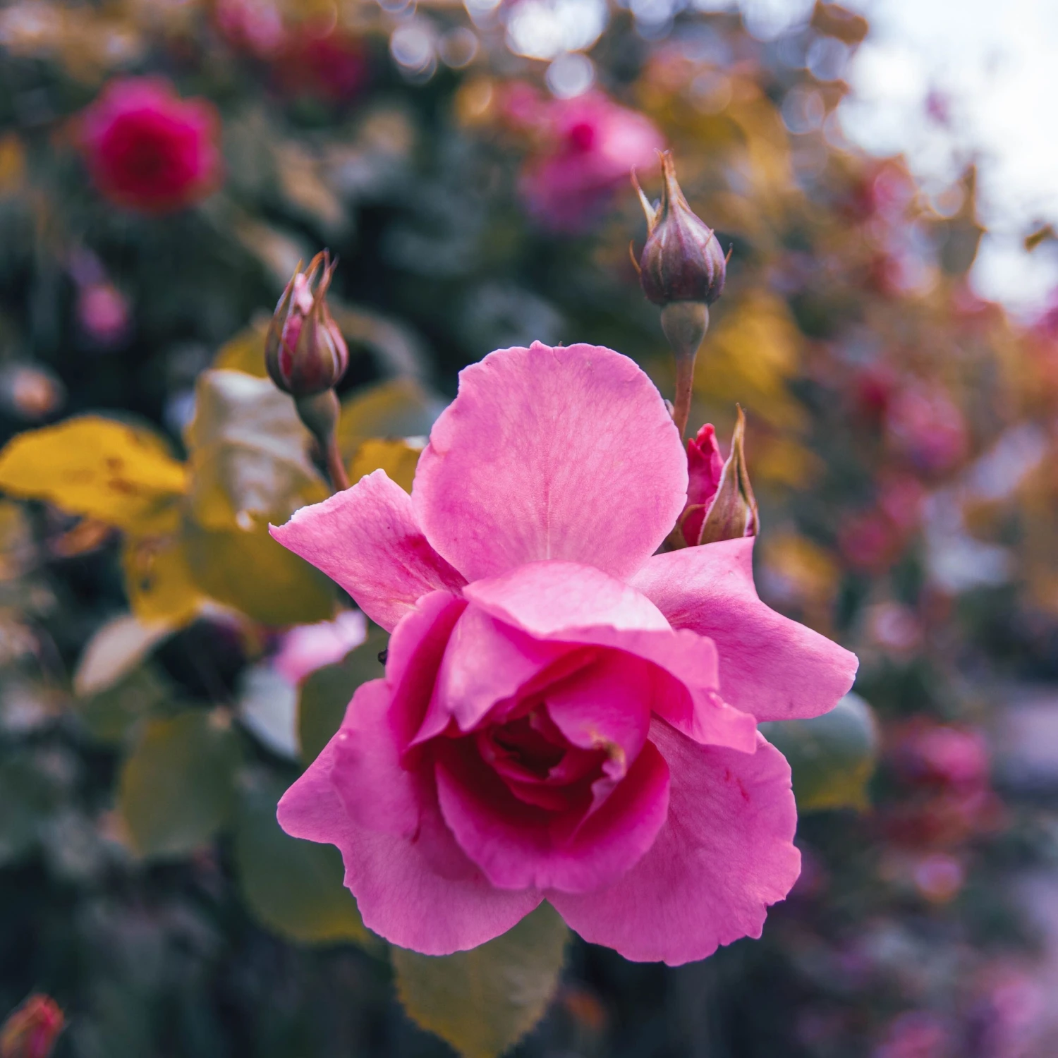 Large 5-6ft Specimen - Climbing Rose Bantry Bay - Image 5