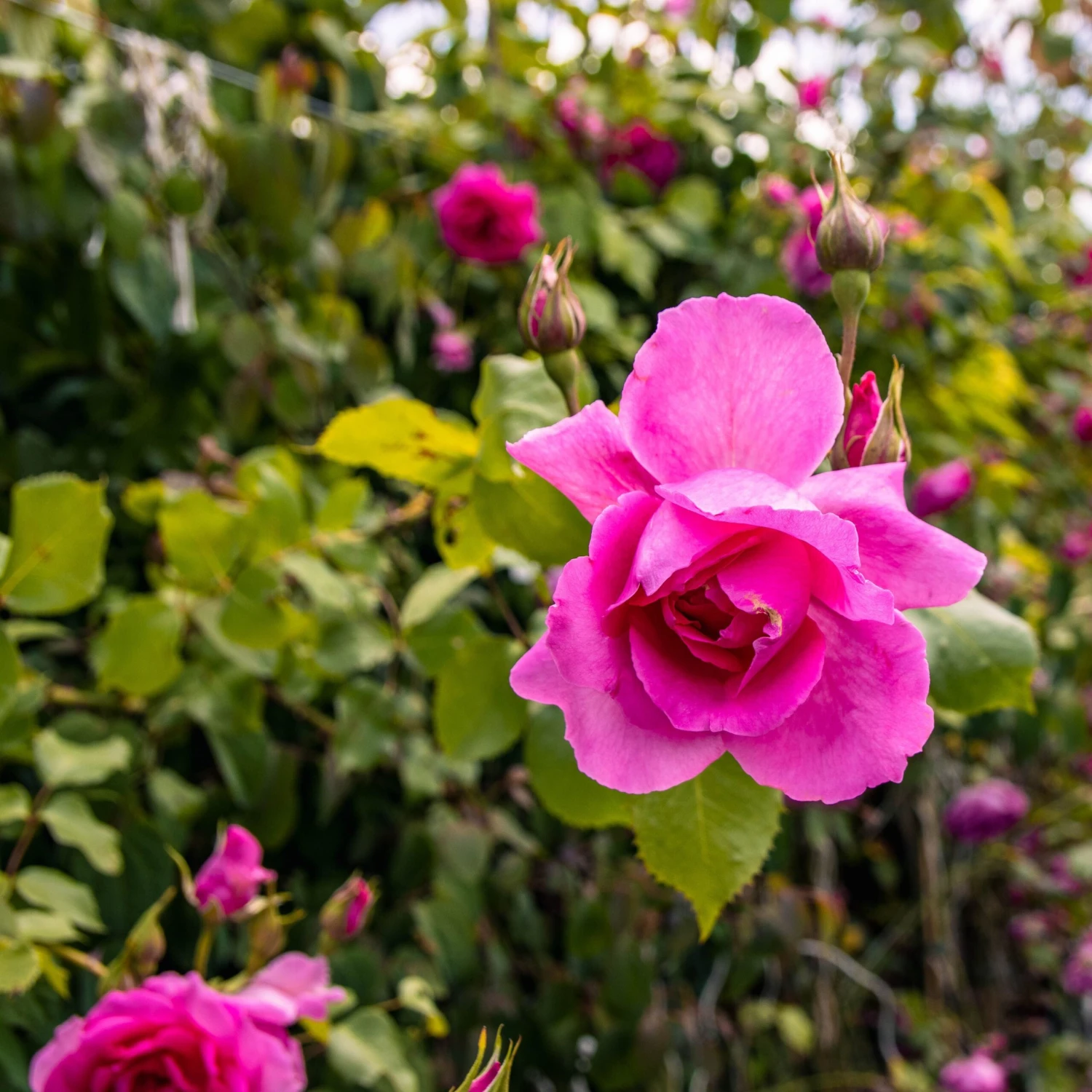 Large 5-6ft Specimen - Climbing Rose Bantry Bay - Image 7