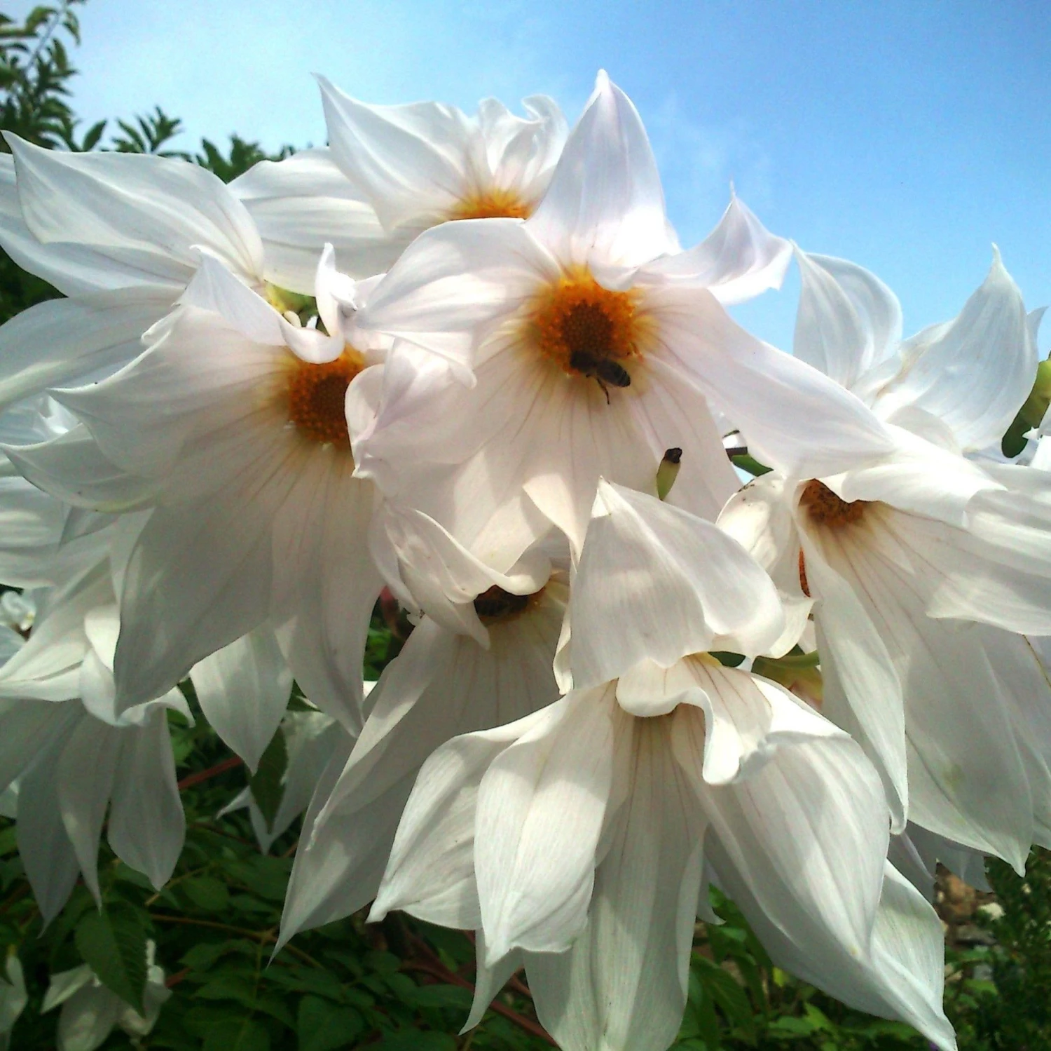 WHITE Imperial Tree Dahlia - Dahlia Imperialis Alba - White Lightning - Majestic 2m Skyscraper Dahlias - Image 2