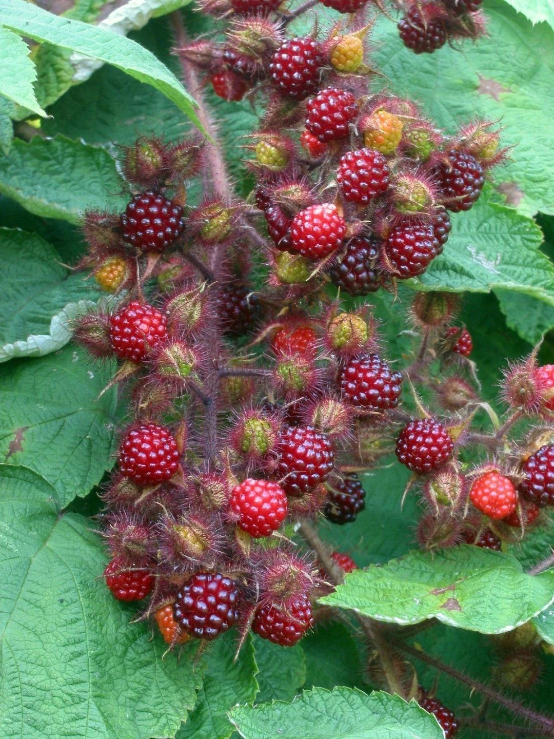 Rubus Phoenicolasius - Japanese Wineberry - LARGE 150-180cm Tall - Image 4