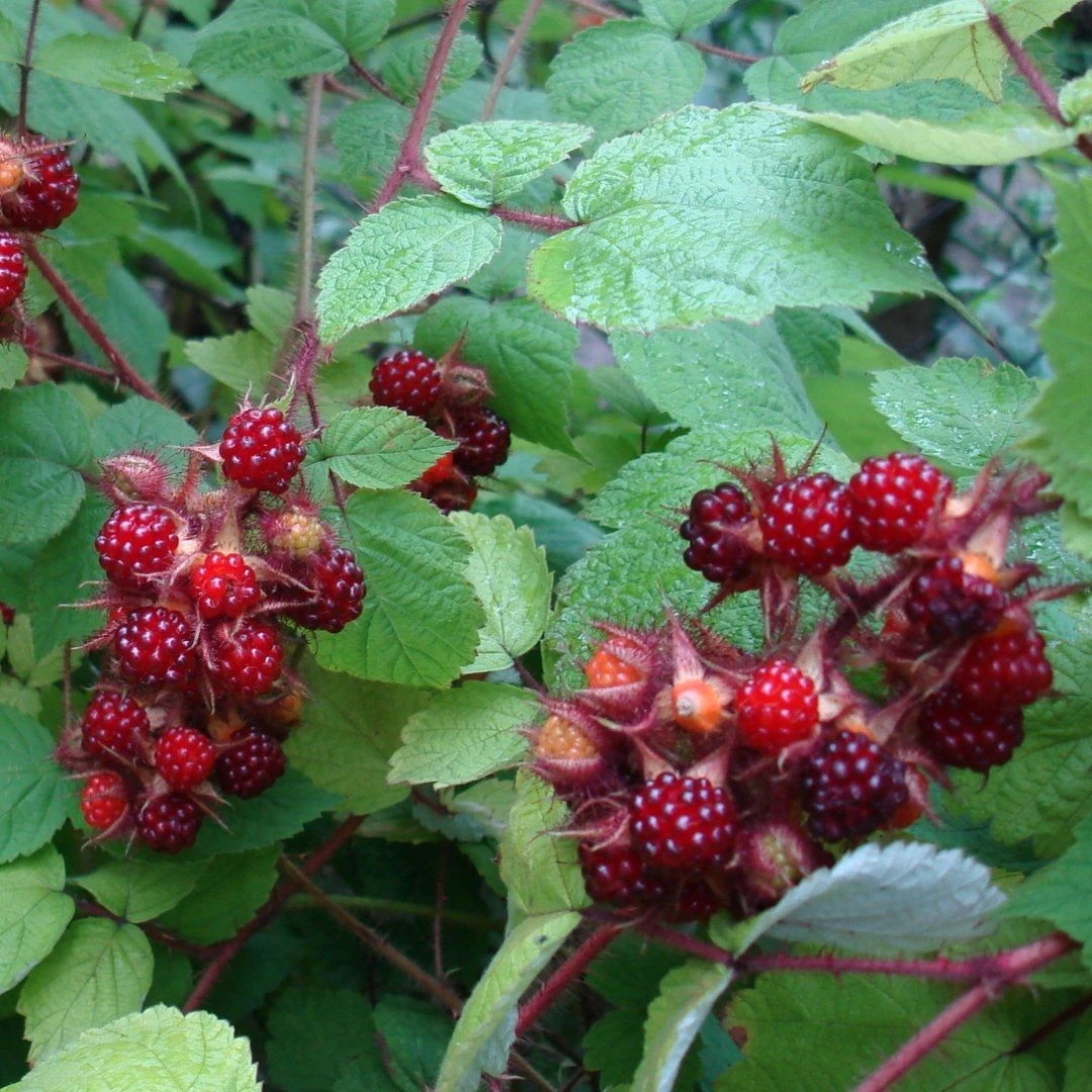 Rubus Phoenicolasius - Japanese Wineberry - LARGE 150-180cm Tall - Image 3