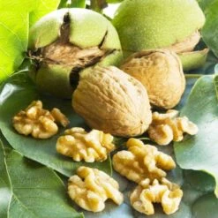 Walnut Tree 'Chandler' - Go Nuts And Grow Your Own!
