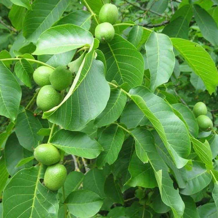 Juglans Regia - English Walnut Tree - 150-200cms - Image 2
