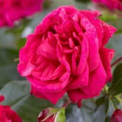 Large 5-6ft Specimen Climbing Rose - Laguna - Courtyard Climber